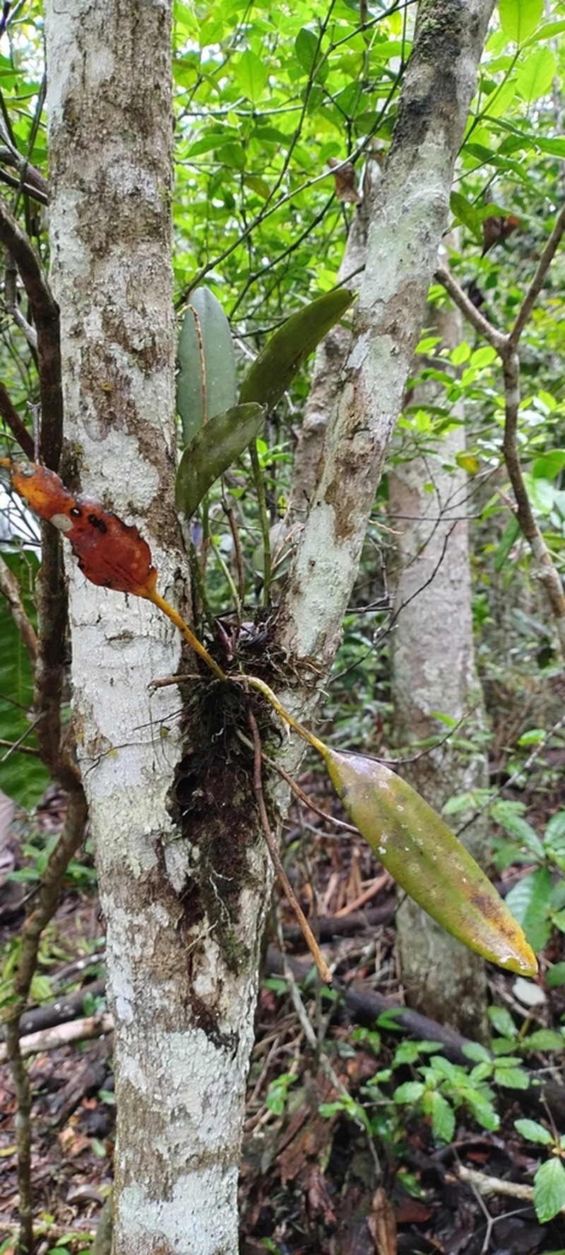 Acianthera saurocephala photo 6