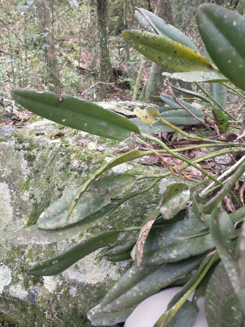 Acianthera saurocephala photo 7