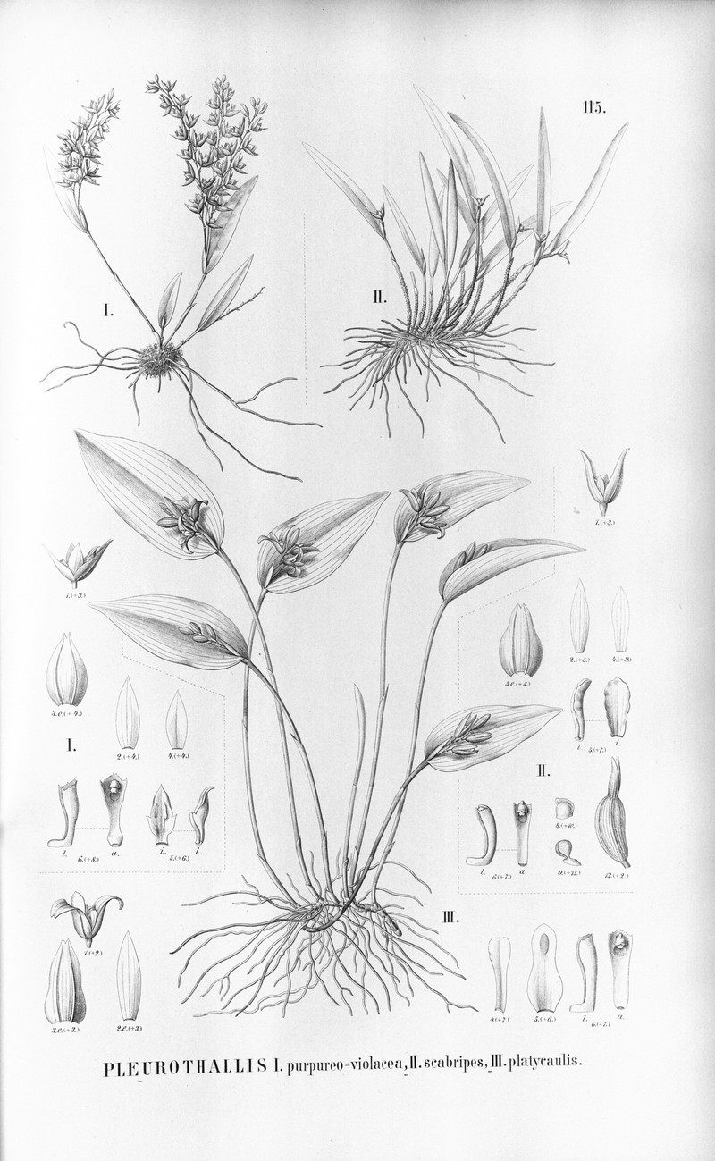 Acianthera scabripes
