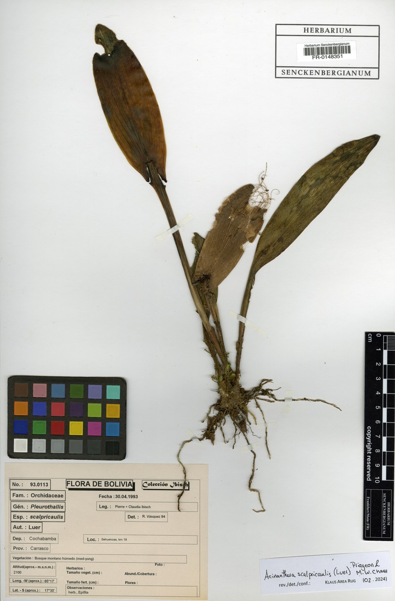Acianthera scalpricaulis photo 2