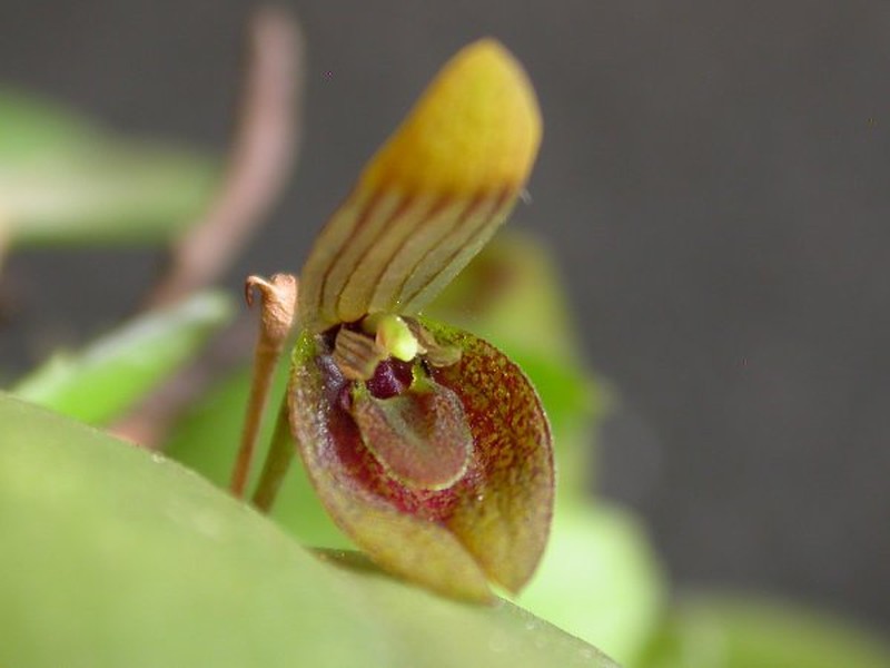 Acianthera serpentula