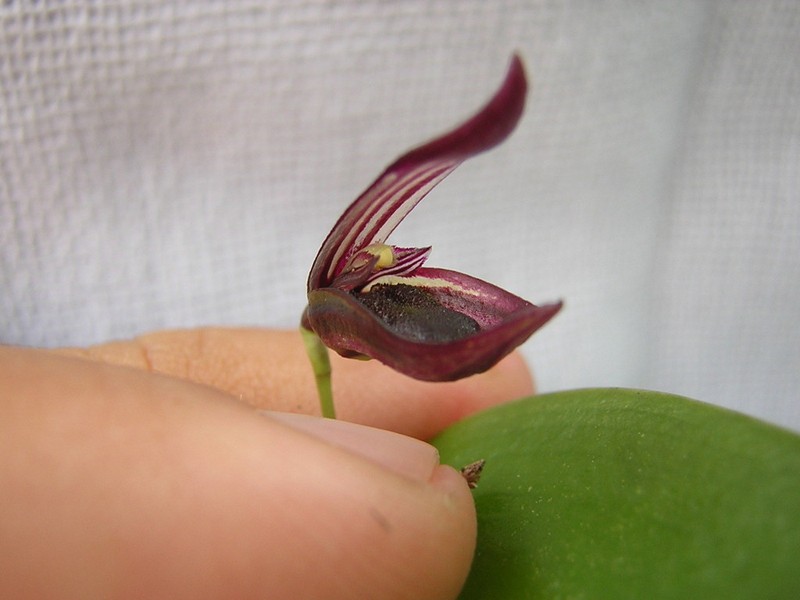 Acianthera serpentula photo 2