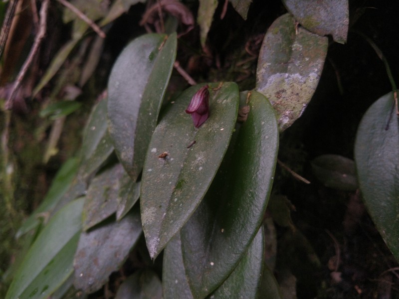 Acianthera serpentula photo 4