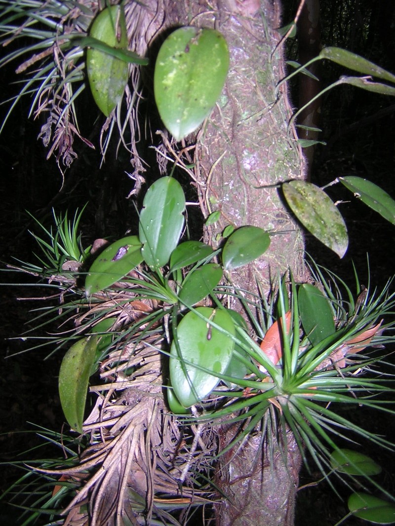 Acianthera serpentula photo 5