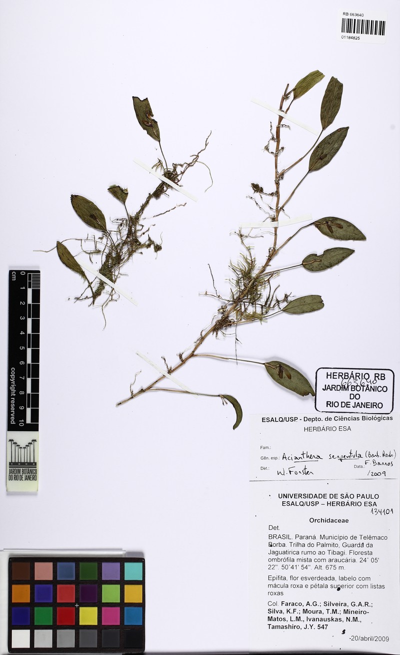 Acianthera serpentula photo 7