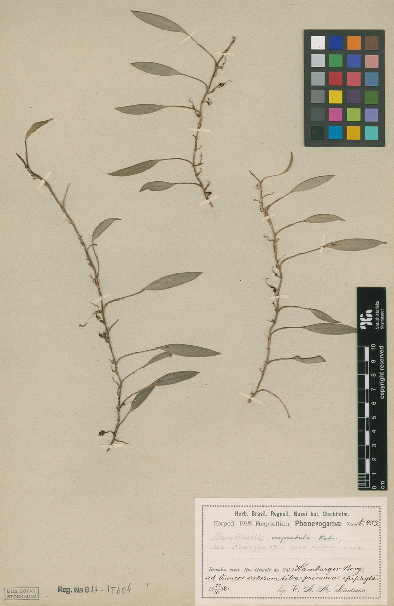 Acianthera serpentula photo 8