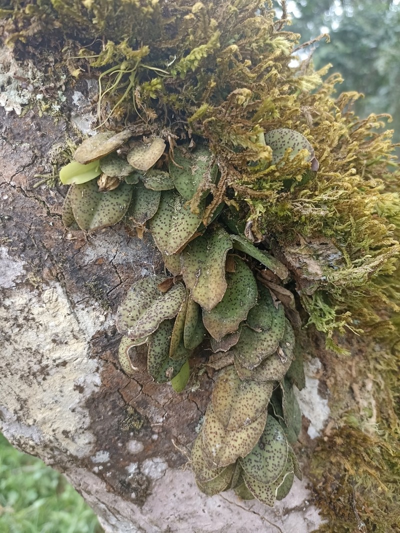 Acianthera serratifolia