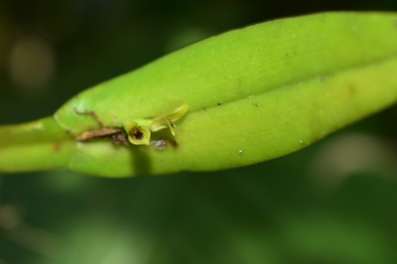 Acianthera sicaria