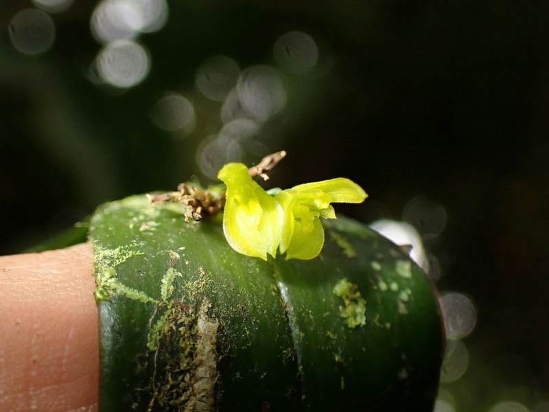 Acianthera sicaria photo 2
