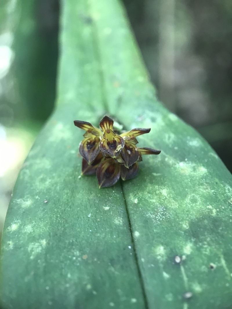 Acianthera sicaria photo 3