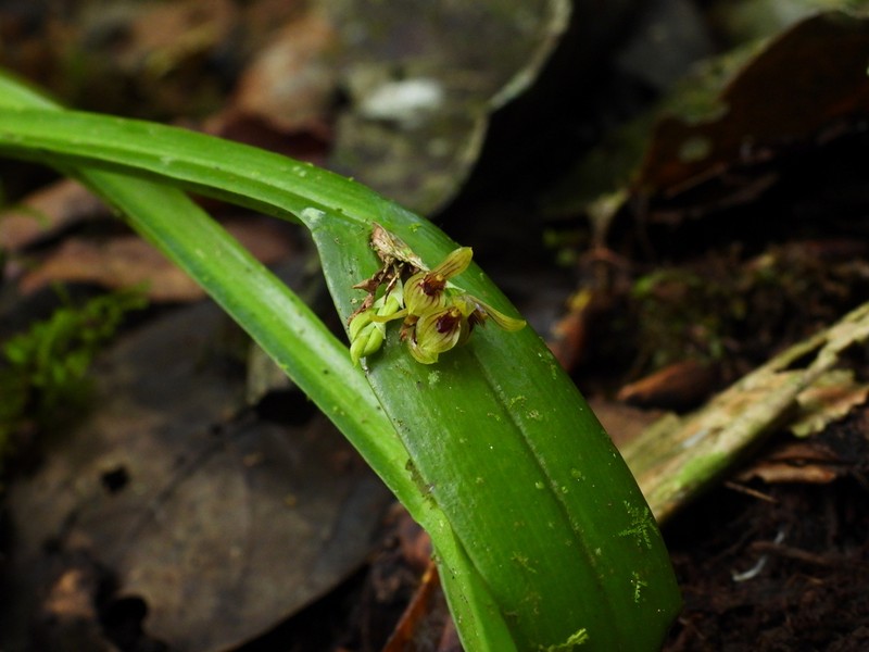 Acianthera sicaria photo 4