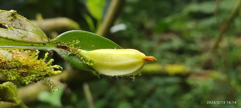 Acianthera sicaria photo 5