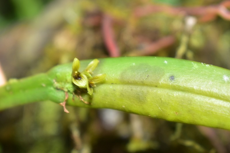 Acianthera sicaria photo 6