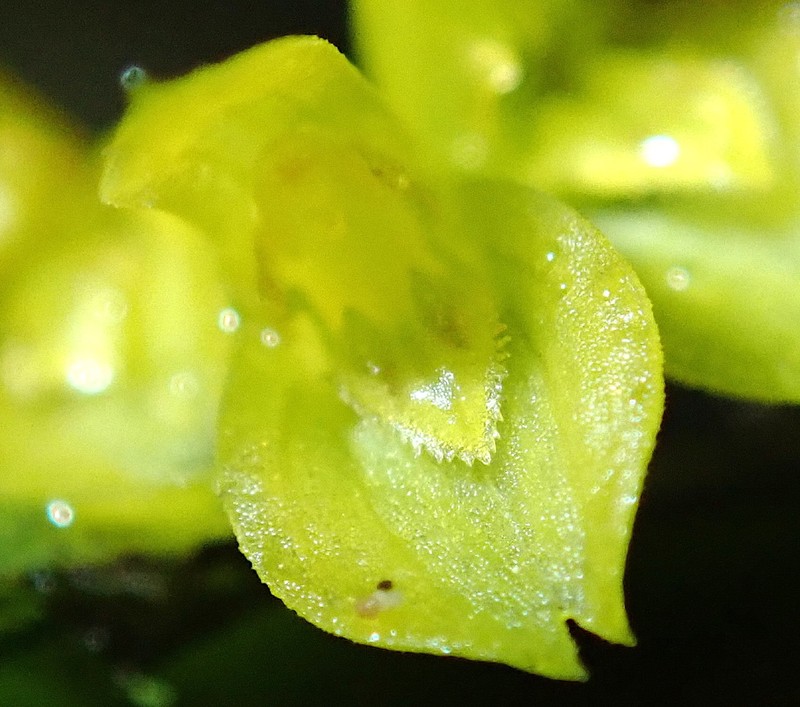 Acianthera sicaria photo 7