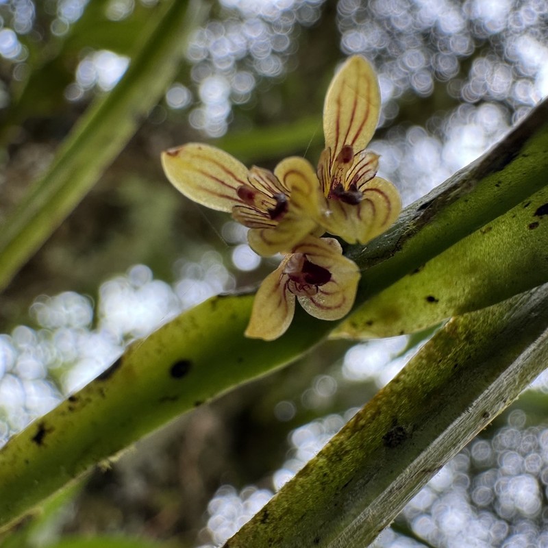 Acianthera sicaria photo 8