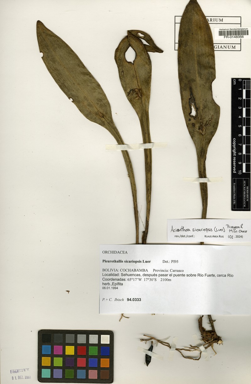 Acianthera sicariopsis