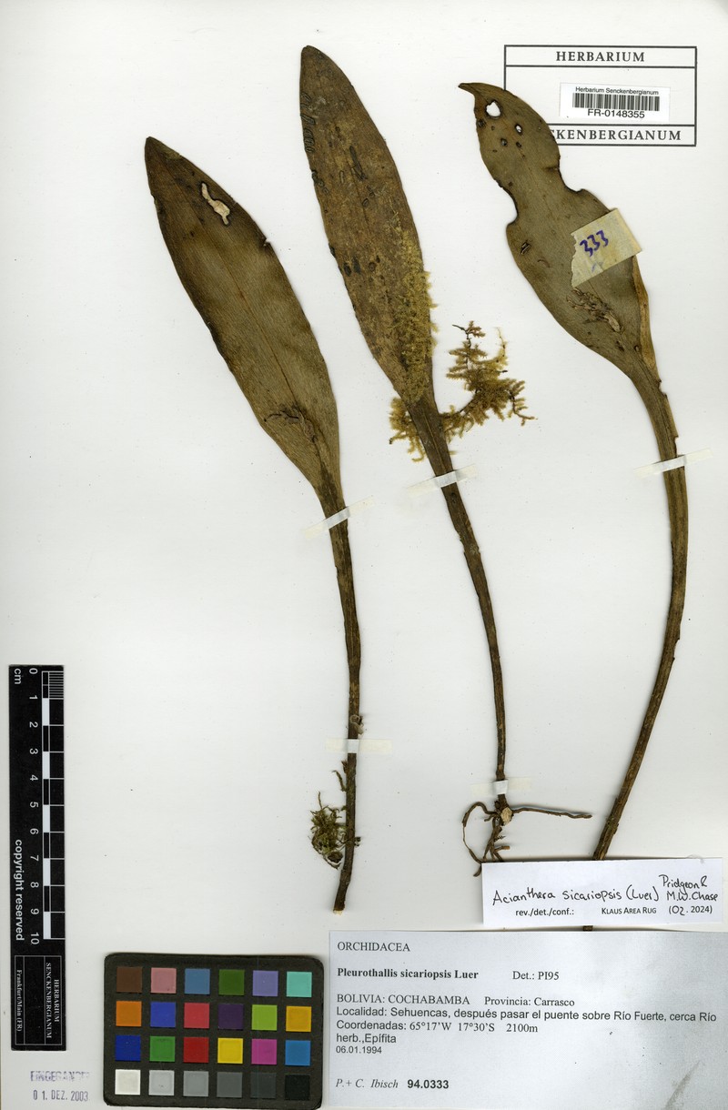 Acianthera sicariopsis photo 2