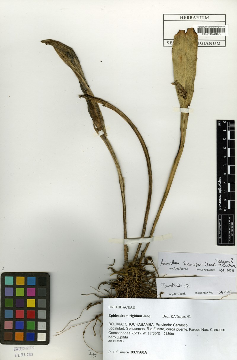 Acianthera sicariopsis photo 3
