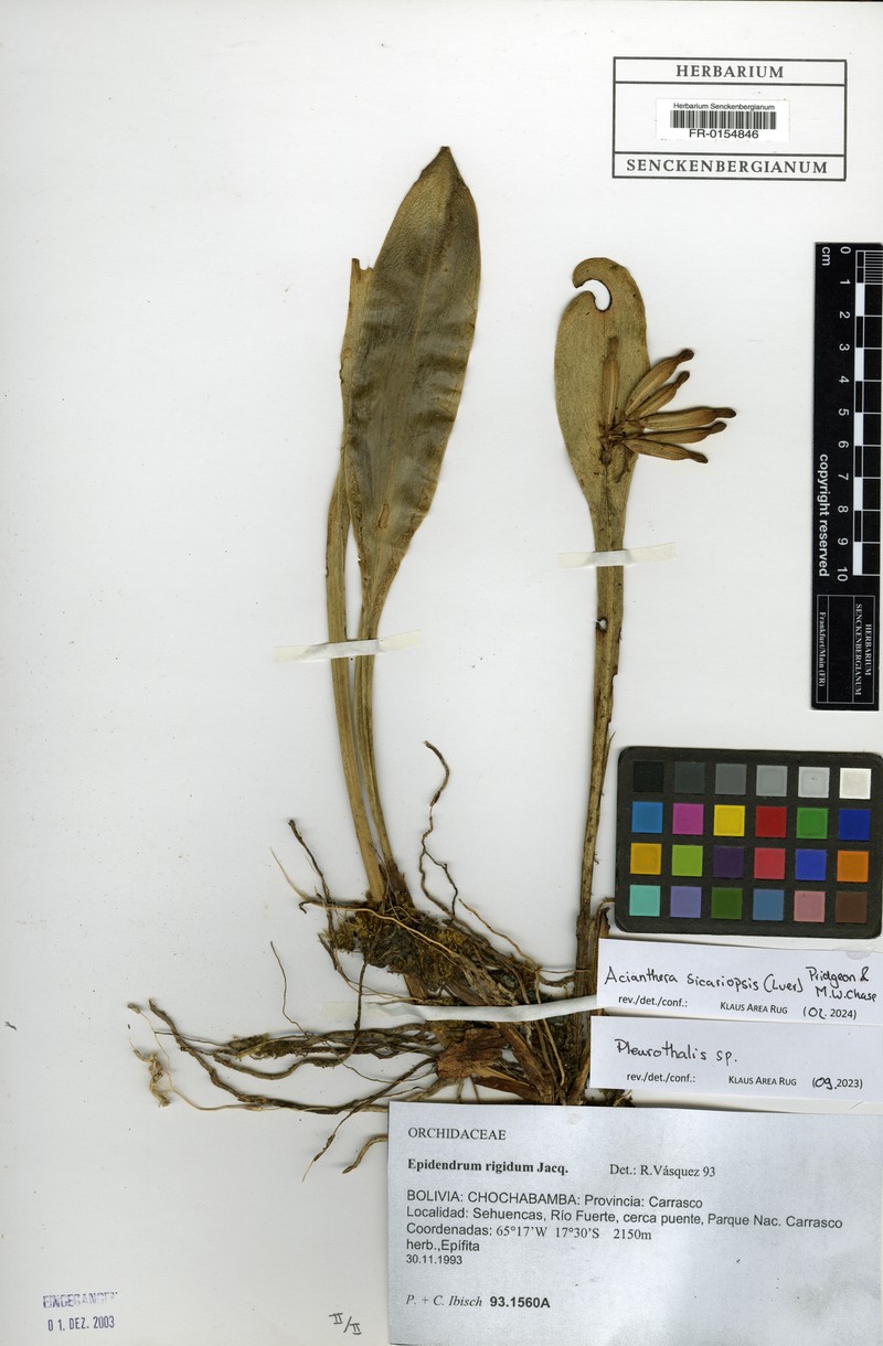 Acianthera sicariopsis photo 4