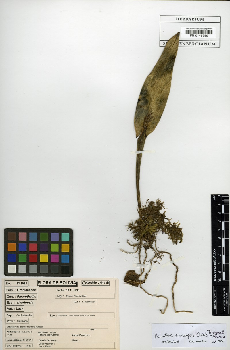 Acianthera sicariopsis photo 5