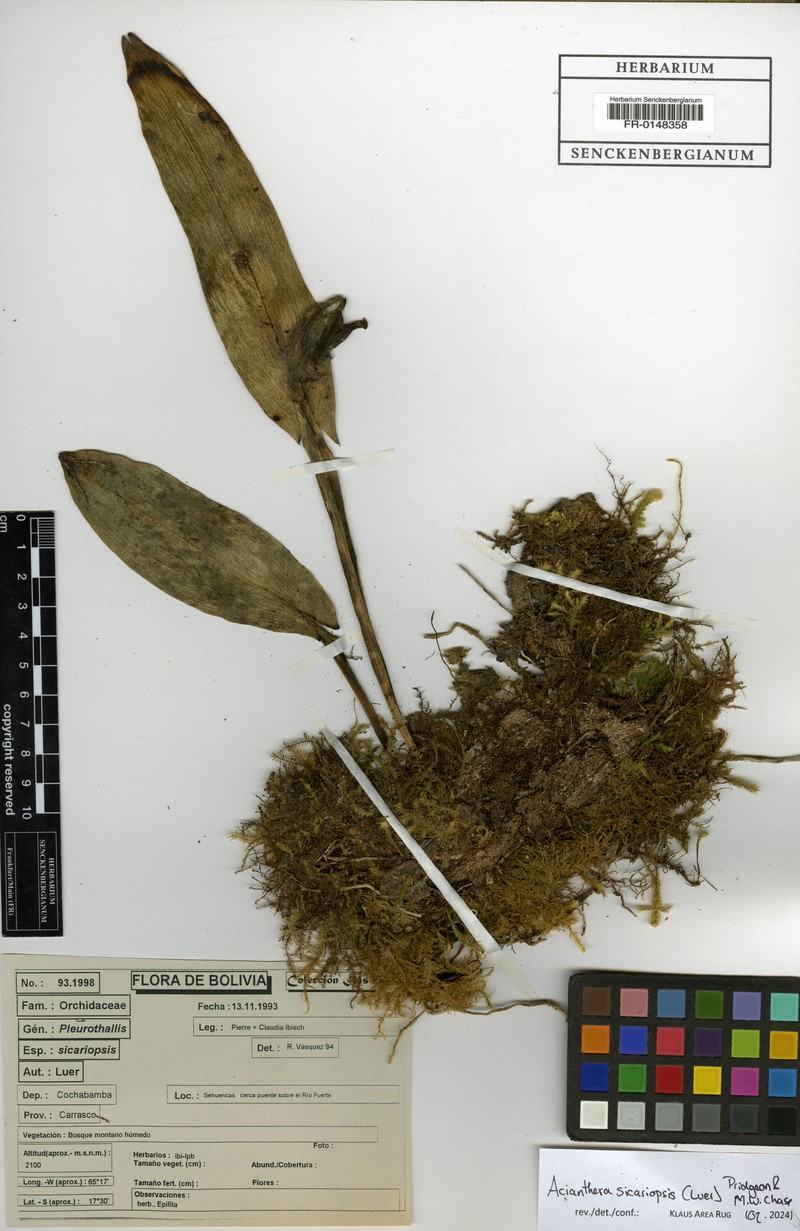 Acianthera sicariopsis photo 6