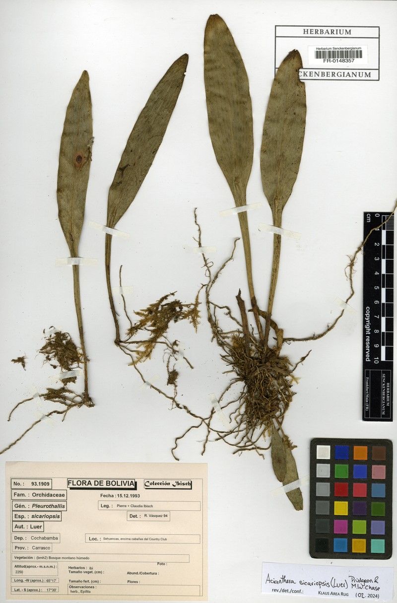 Acianthera sicariopsis photo 7