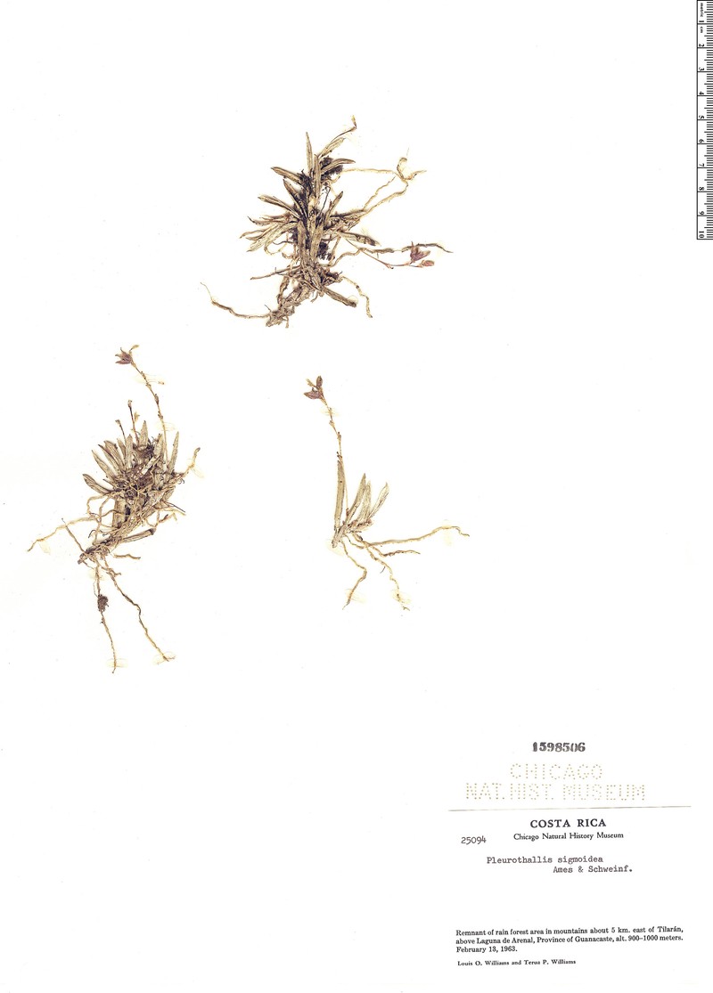 Acianthera sigmoidea