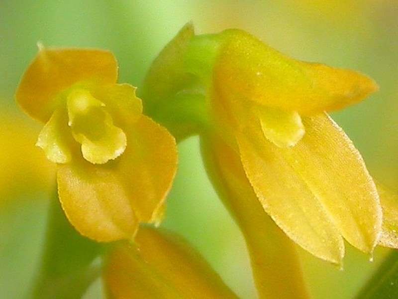 Acianthera sonderiana