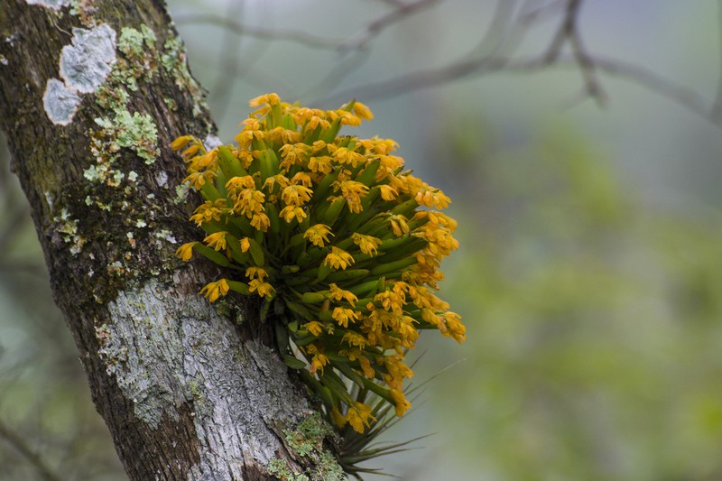 Acianthera sonderiana photo 2