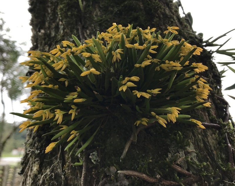 Acianthera sonderiana photo 3