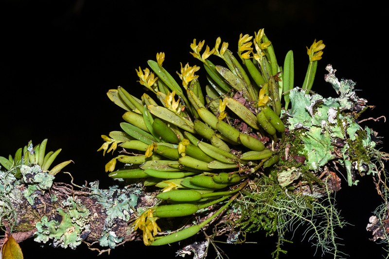 Acianthera sonderiana photo 4