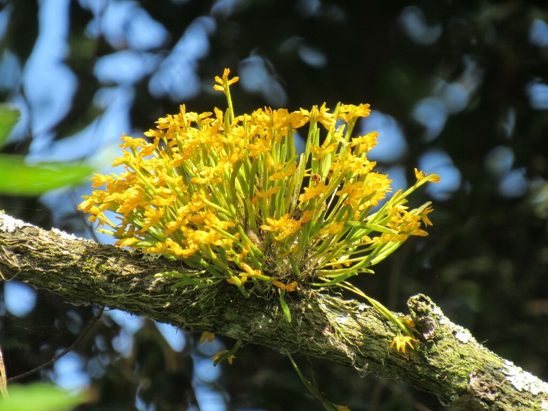 Acianthera sonderiana photo 5