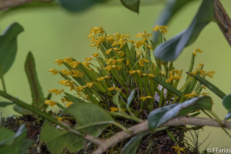 Acianthera sonderiana photo 6