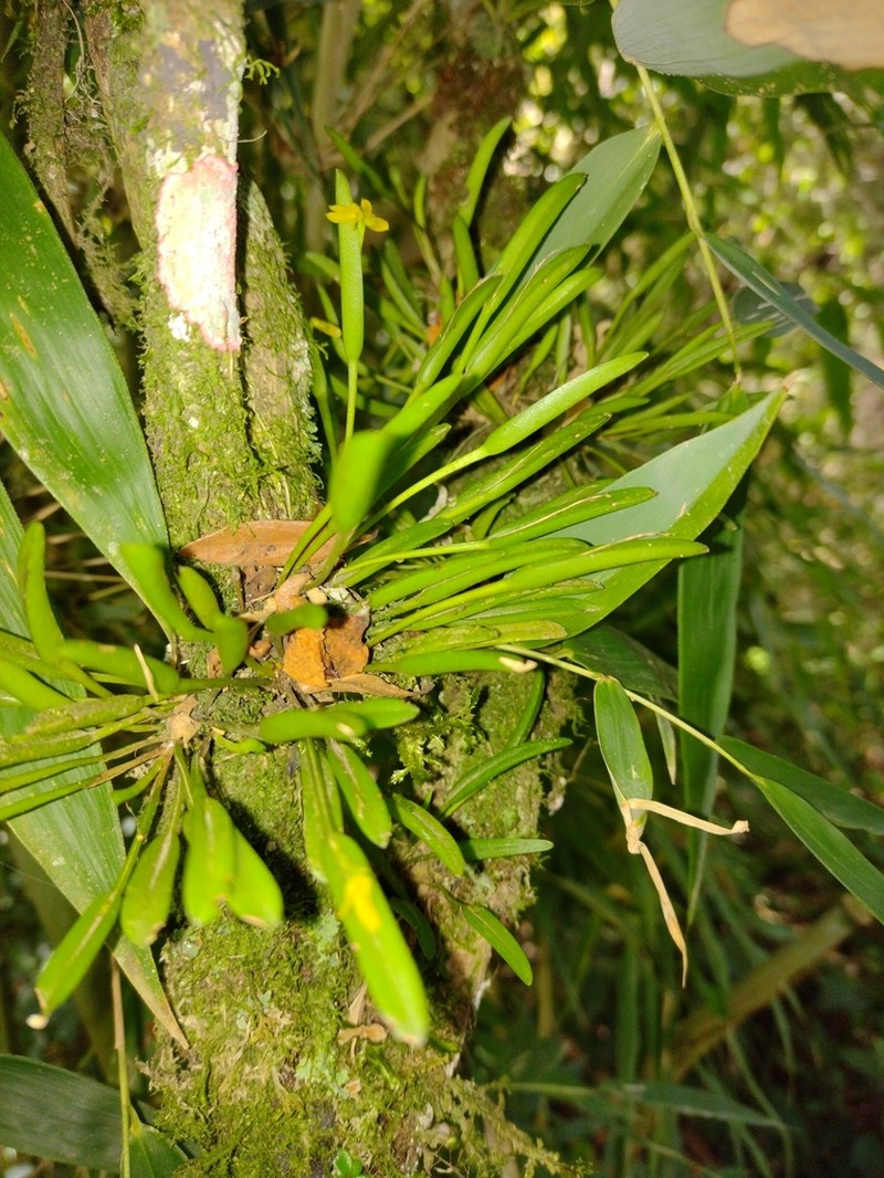 Acianthera sonderiana photo 7