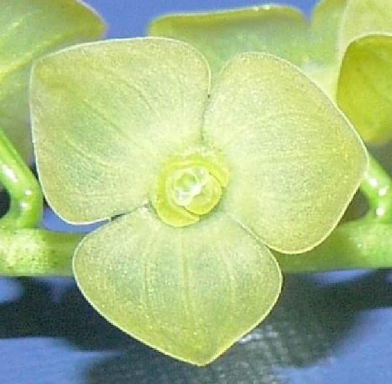 Acianthera sotoana