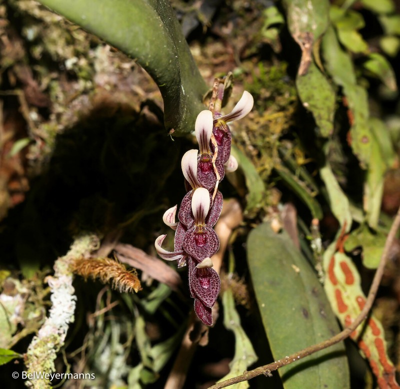 Acianthera strupifolia photo 2