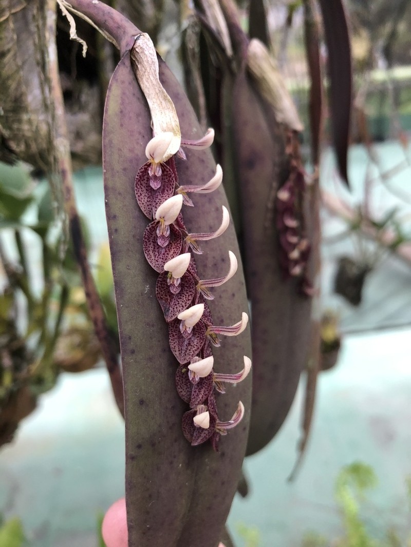 Acianthera strupifolia photo 3