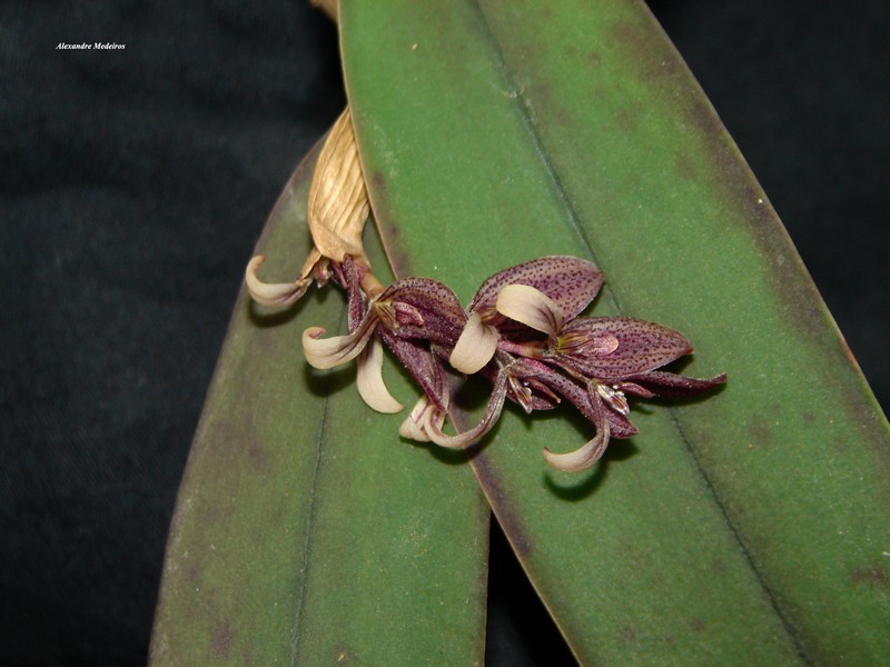 Acianthera strupifolia photo 4