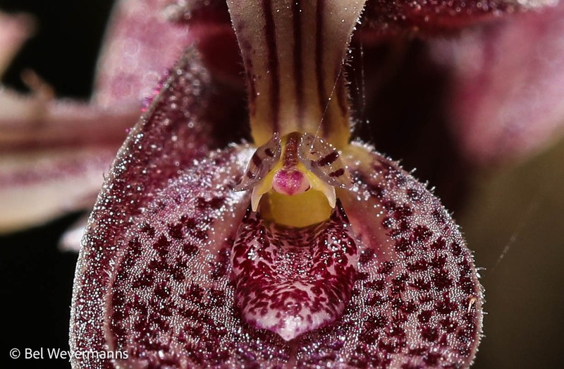 Acianthera strupifolia photo 5