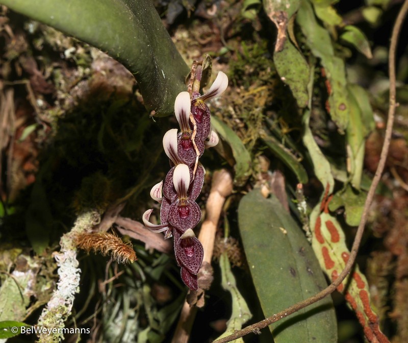 Acianthera strupifolia photo 6