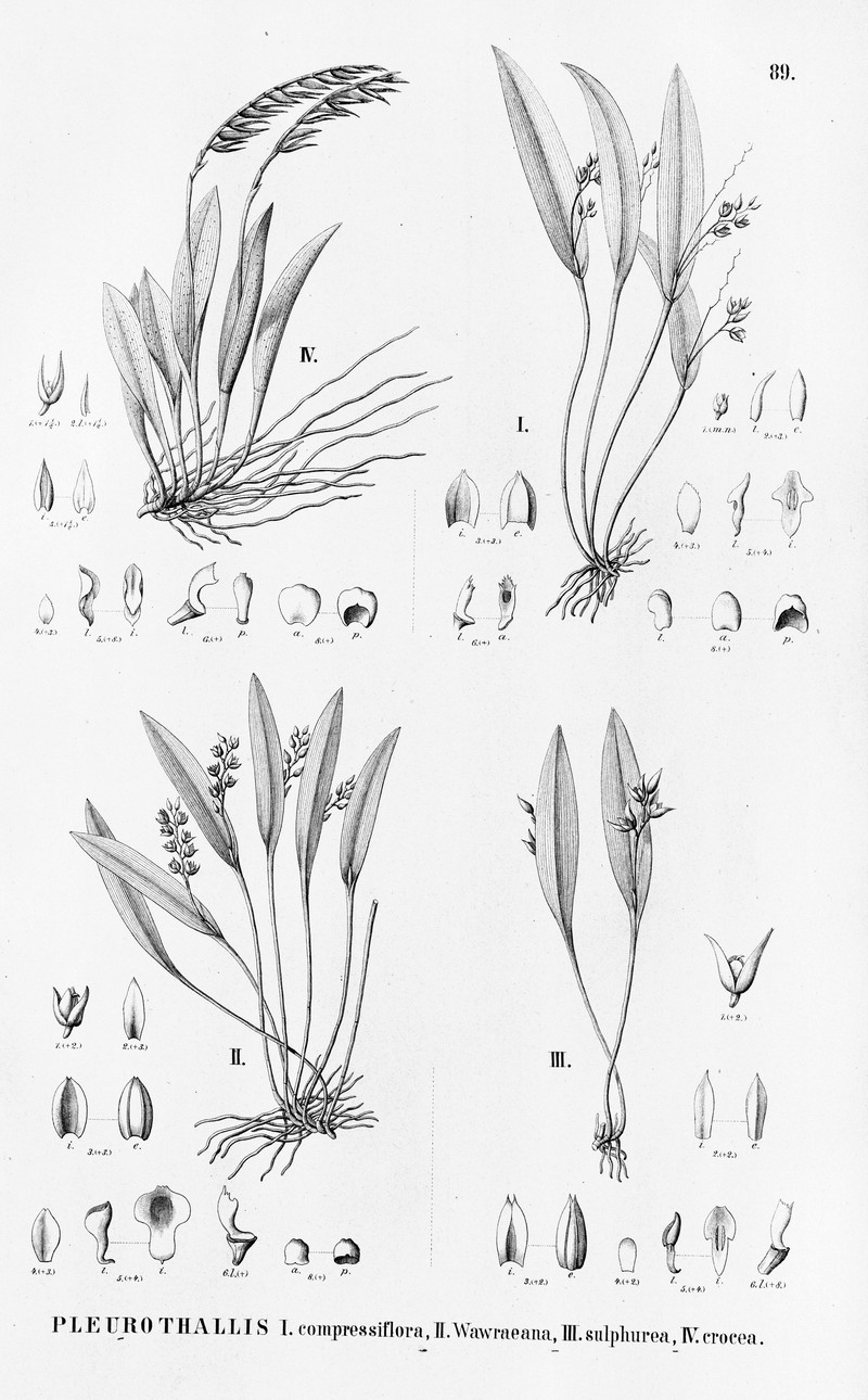 Acianthera sulphurea