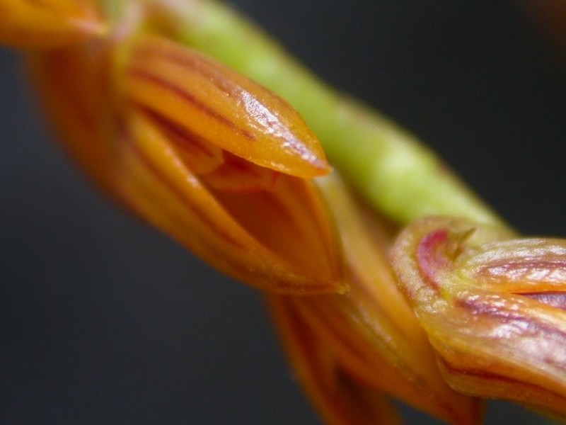 Acianthera teres
