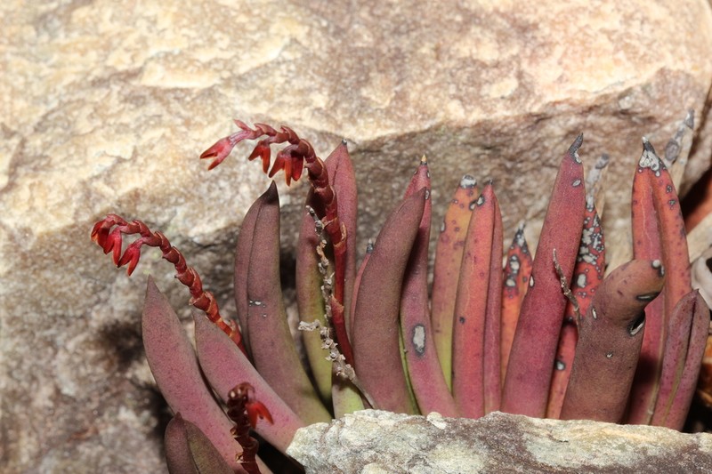 Acianthera teres photo 2