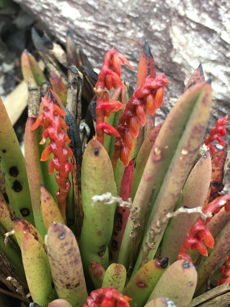 Acianthera teres photo 3