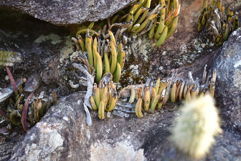 Acianthera teres photo 4