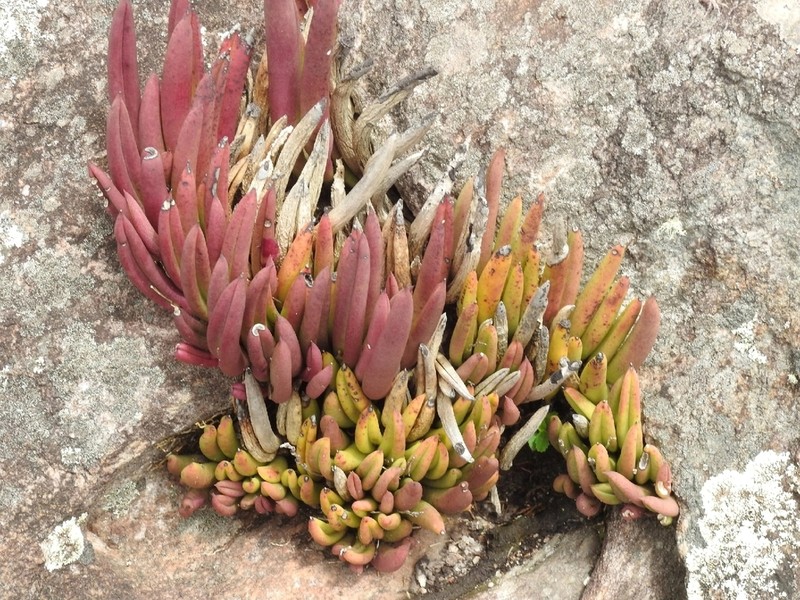 Acianthera teres photo 6