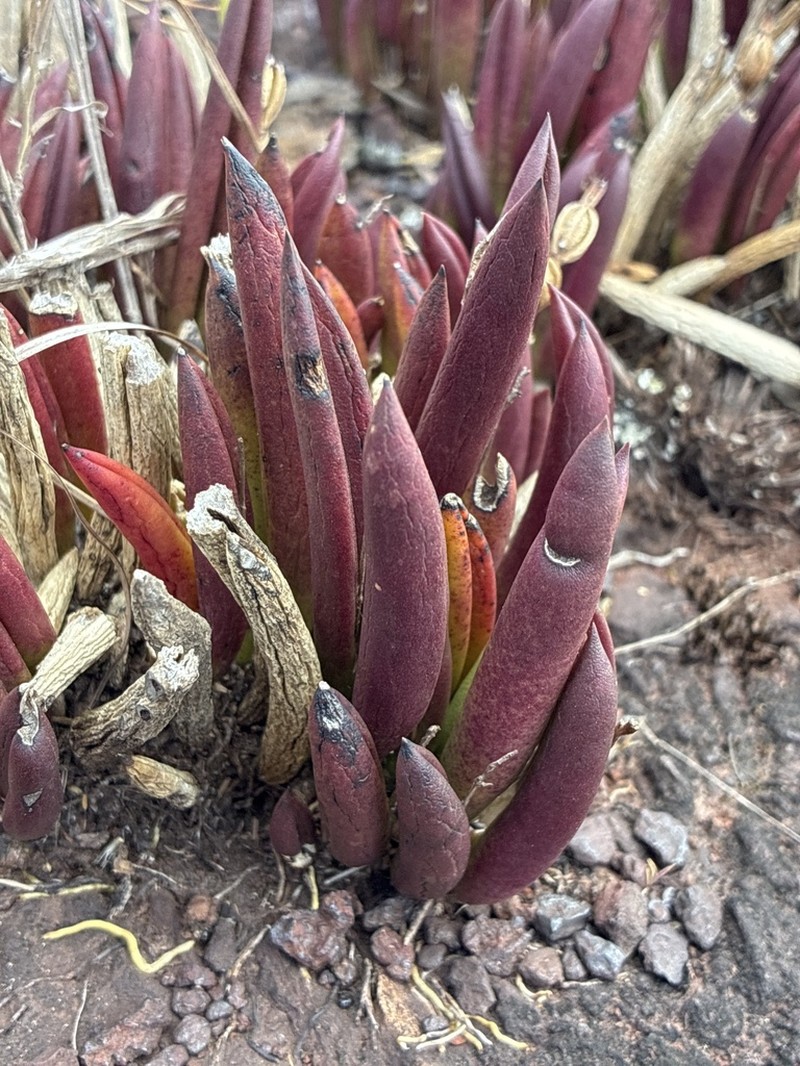 Acianthera teres photo 7