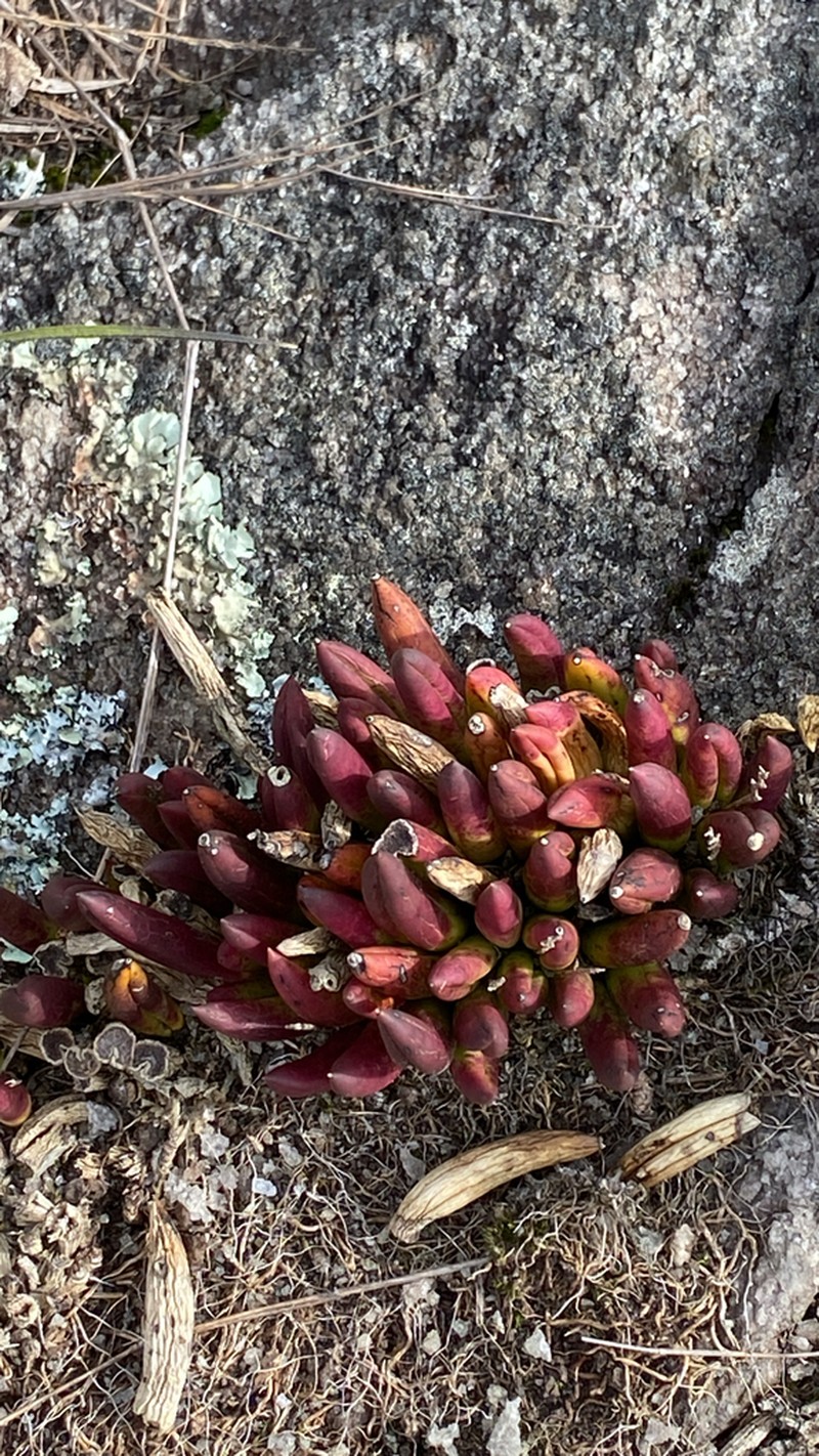 Acianthera teres photo 8