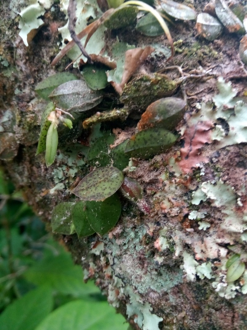 Acianthera testifolia photo 2
