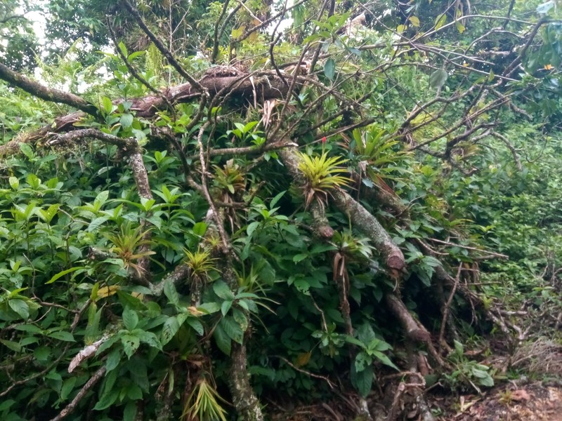 Acianthera testifolia photo 3